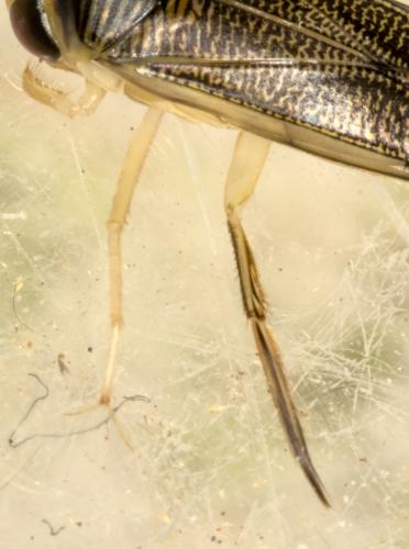 Sigara sp.